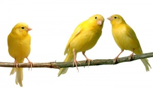 3 canaries